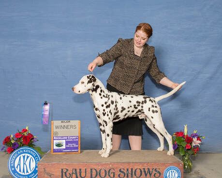 Alpha and omega cheap dalmatians